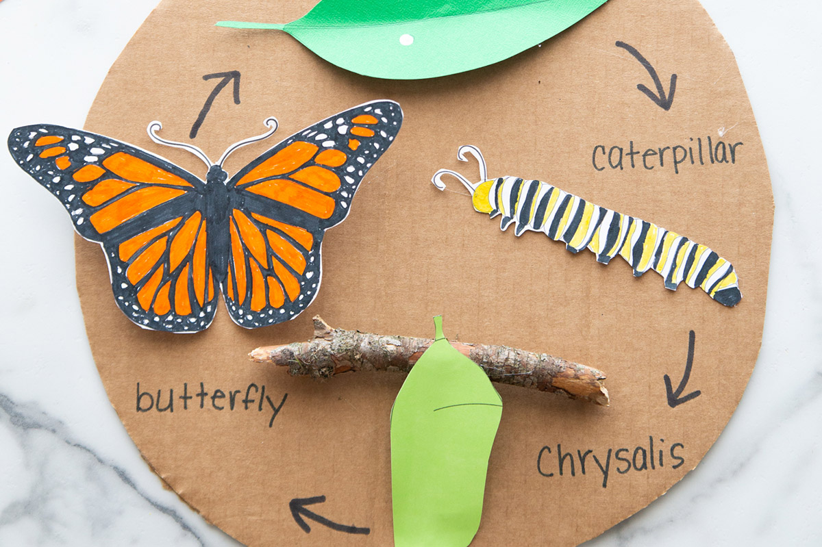 Butterfly Life Cycle Printable Craft - vrogue.co