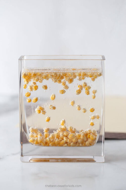 dancing-corn-experiment-the-best-ideas-for-kids