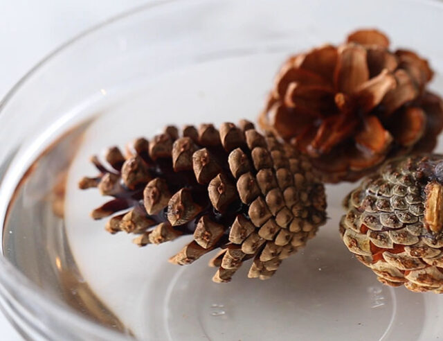 Pine Cone Experiment: What Happens When You Put Pine Cones in Water?