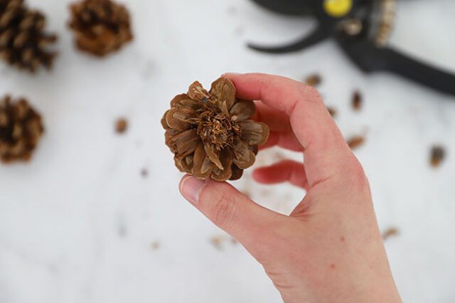 Cut pine cone