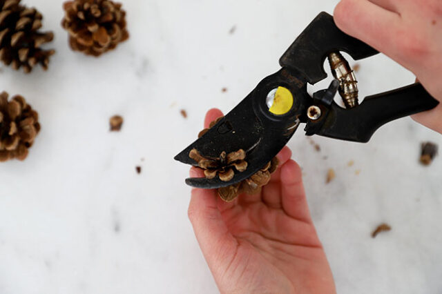 Cutting and twisting pine cone