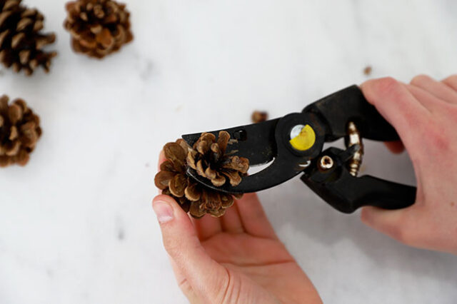 Cutting pine cone